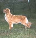 Penny