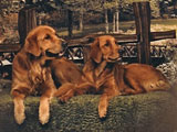 George and Lailah